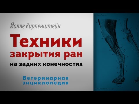 Видео: Техники закрытия ран на задних конечностях