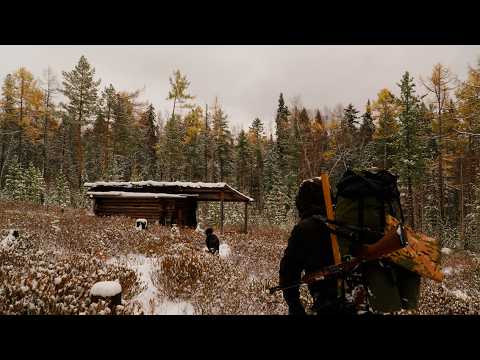 Видео: ОХОТА НА СОБОЛЯ. О ПАТРОНЕ 22LR И ДРОБИ ПО МЕДВЕДЮ.  #идилесом #соболь