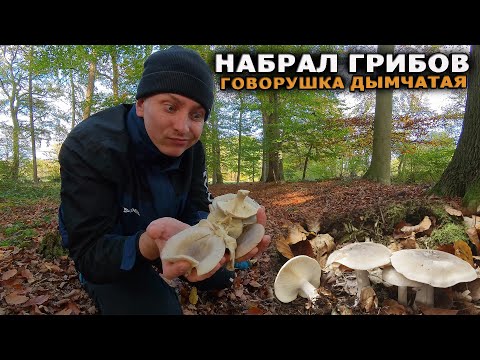 Видео: ГОВОРУШКА дымчатая набрал МНОГО грибов