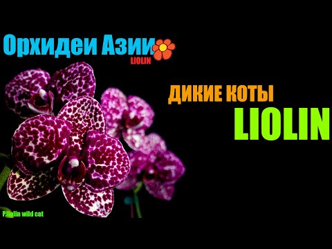 Видео: Сенсационный репортаж с фермы LIOLIN