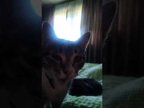 Видео: 3 августа 2024 г.