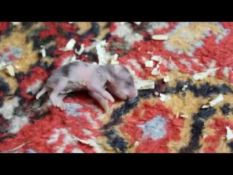 Видео: Белка чуть не убила Лаки!!! О_о