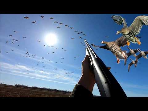 Видео: ЛУЧШАЯ ОХОТА НА ГУСЯ В МОЕЙ ЖИЗНИ! Рекорд по гусю! За утро добыли 40 штук на двоих!