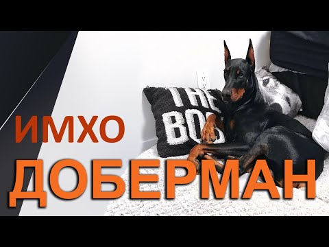 Видео: О породе Доберман - ИМХО