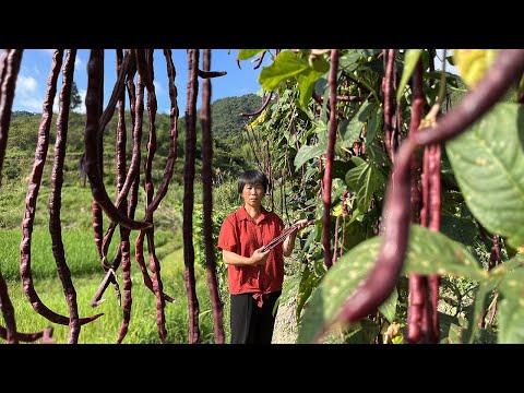 Видео: Красная вигна длинная и длинная, а бабушка выбирает для приготовления булочки с липкой фасолью и су