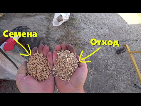 Видео: ПОДГОТОВКА СЕМЯН ПШЕНИЦЫ К ПОСЕВУ 2023-2024 / НАШ МИНИ ЗАВОД ПО ПОДГОТОВКЕ СЕМЯН