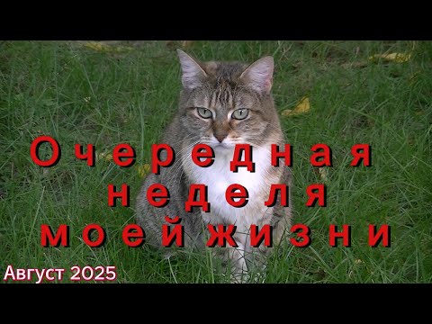 Видео: 33. Очередная неделя из моей жизни в Германии.
