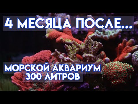 Видео: Vlog#17 | морской аквариум для начинающих | морской аквариум 300 литров | аквариумные рыбки