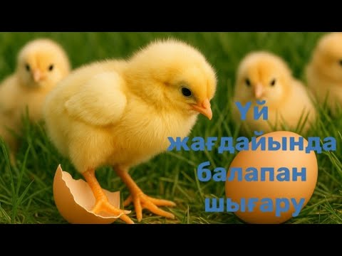 Видео: 🐣✨ Үй жағдайында балапан шығару ✨🐥 | 🐣✨ Выведение цыплят дома ✨🐥 | @ҒылымиЖобалар 