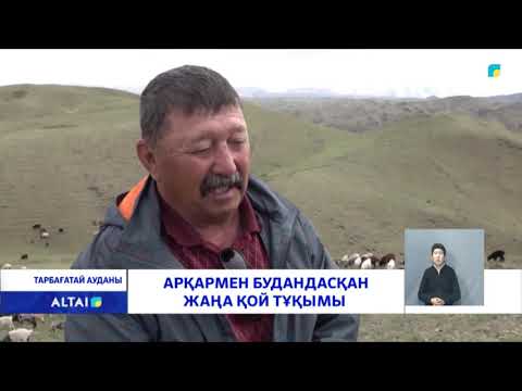 Видео: Арқармен будандасқан жаңа қой тұқымы