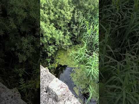 Видео: Видеообзор деревни Свирковщина Докшицкого района