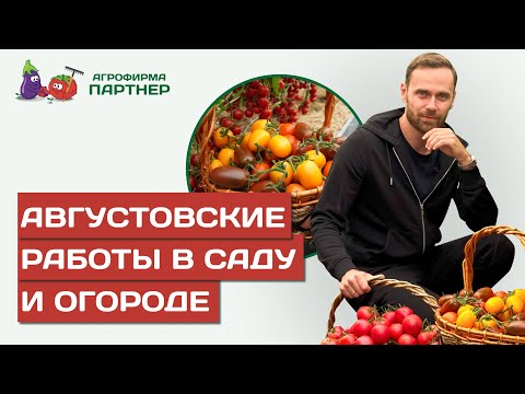 Видео: УХОД ЗА РАСТЕНИЯМИ В АВГУСТЕ: БОГАТЫЙ УРОЖАЙ, ПОЛИВ, ПОДКОРМКИ, МУЛЬЧИРОВАНИЕ И НОВЫЕ ПОСАДКИ