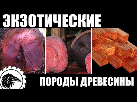 Видео: Экзотические породы древесины | Дальбергия, палисандр, кокоболо, гренадил, баия.