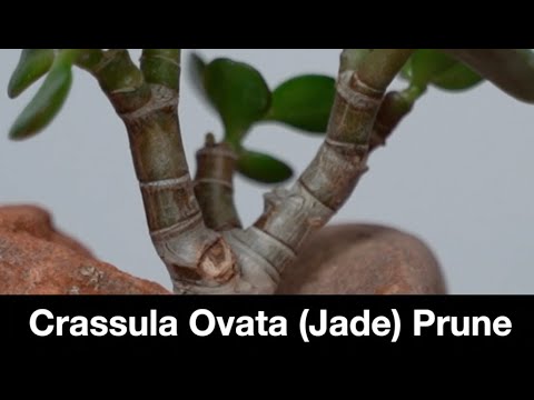 Видео: Крассула Овата (Нефритовая) Обрезка: Бонсай Дэйва E543