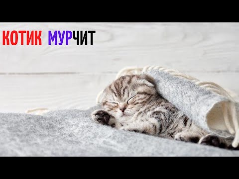 Видео: Мурчание Кошки (АСМР 3D  10ч)