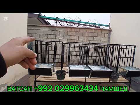 Видео: ГУСФАНД ХОНА ДАР ТОЧИКИСТОН  АБЗОР БАРОИ ШУМО ТОЖИКИСТОНДА КУЙ ХОНАЛАР НАРХИ 😱🐑🐑🐑🐑