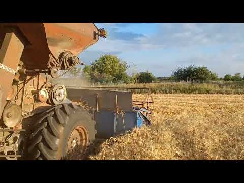 Видео: Жнива 2022.Озима пшениця.