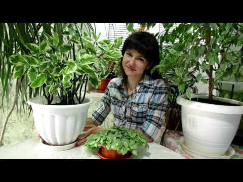 Видео: Кардинальная обрезка педилантуса.  Эксперемент удался.