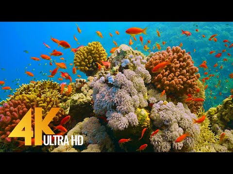 Видео: Невероятный подводный мир Красного моря, Египет - Часть №1