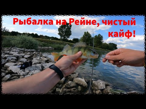 Видео: Рыбалка на щедрой реке Рейн. #рыбалка2023 #рыбалканаспиннинг