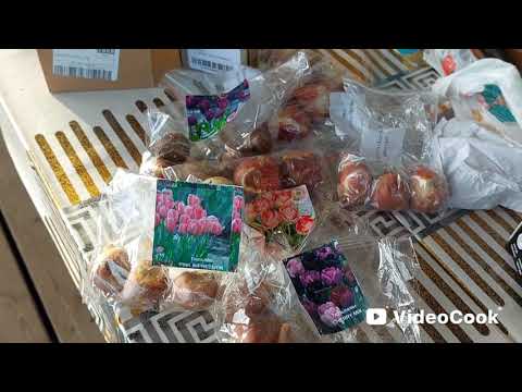 Видео: Наши 8,4 соток🏡Я опять нашла работу на участке в ноябре. Эти уж точно последние 🌷