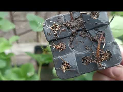 Видео: ОДИН ИЗ САМЫХ ЛУЧШИХ НОВИНОК СОРТОВОЙ КЛУБНИКИ // ВАЦАП ДЛЯ ЗАКАЗА КАТАЛОГА 89152458159 