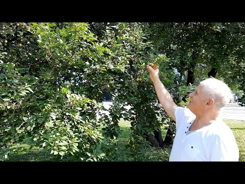 Видео: Какой лучше подвой для сливы