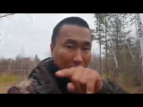 Видео: Питомник охотничьих собак клуба Байанай  Якутия Yakutia