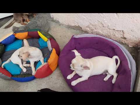 Видео: большие уши чихуахуа, размер щенков и взрослых, воспитание, рекомендую Антуан Наджарян, Кастропуло