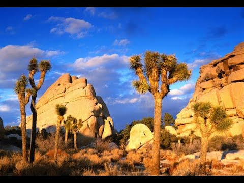 Видео: Спринтер вэн. путешествие по Америке. Joshua Tree National Park, California. Дорога домой.