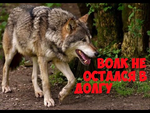 Видео: Интересная история, как егерь не дал волку погибнуть.