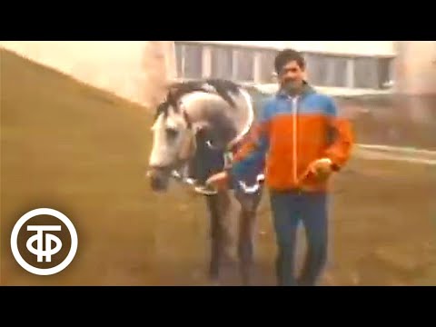 Видео: Рыжий, серый, вороной и всадница. О чемпионке по конному спорту Елене Петушковой (1986)