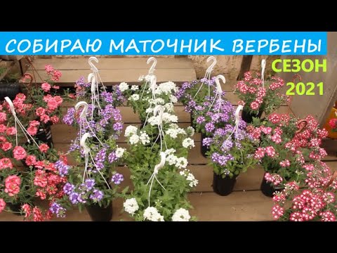 Видео: Собираю маточник вербены ампельной. Обзор расцветок и мой подход к формировке куста для вегетации.