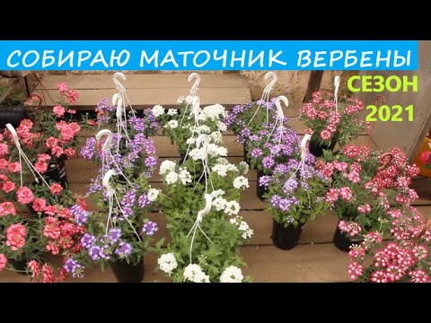 Видео: Собираю маточник вербены ампельной. Обзор расцветок и мой подход к формировке куста для вегетации.