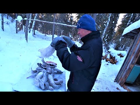 Видео: Проверка продольников зимой. День в таёжной избе. Ловим налима и язя.