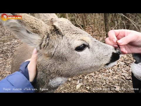 Видео: Самый ласковый косуленок Олежка и его подружка Люська. Тайган. Roe and his girlfriend cat. Taigan.