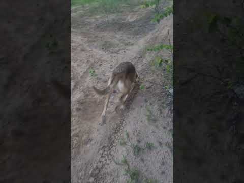 Видео: Валдай в нагонке..