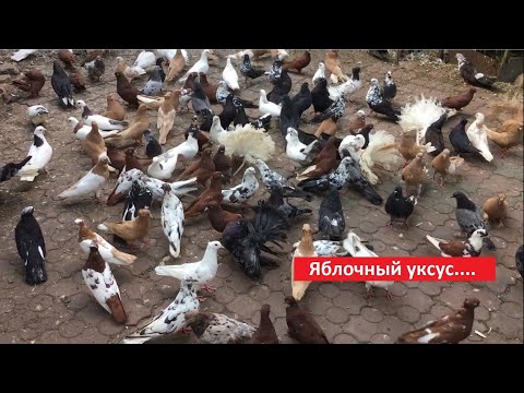 Видео: Как отличить, что яблочный уксус натуральный?