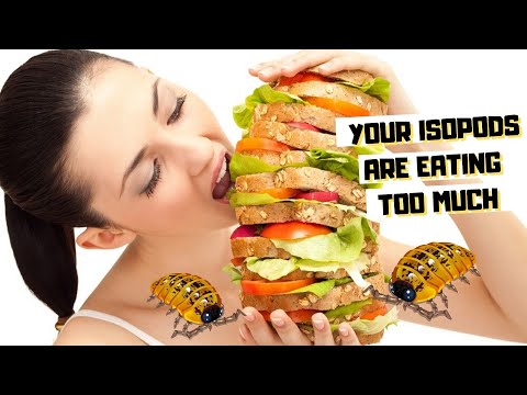Видео: Когда и как часто следует кормить изопод