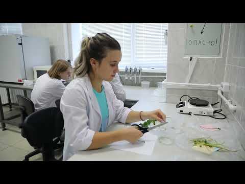 Видео: Земляника in vitro