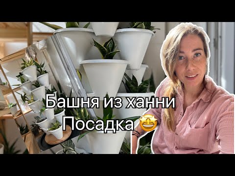 Видео: Экономия места. Пересадка ханни в башню из горшков. #sansevieria #сансы #сансевиерия