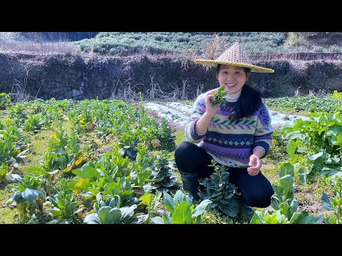 Видео: Возьмите горсть ростков овощей, просто обжарьте их, это вкуснее, чем есть мясо.