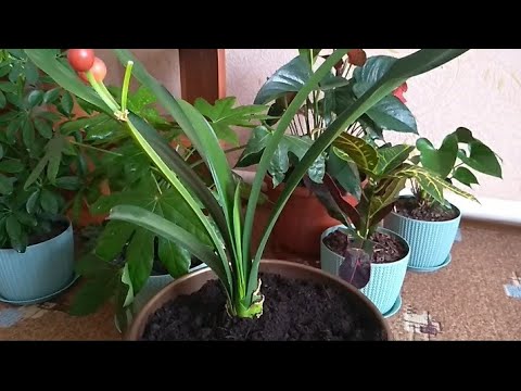 Видео: Пересадка Кливии.Самый неприхотливый цветок.