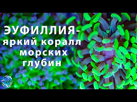 Видео: Эуфиллия - яркий коралл морских глубин