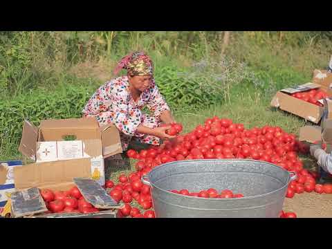 Видео: Кишоварзӣ дар ноҳияи Шаҳринав 