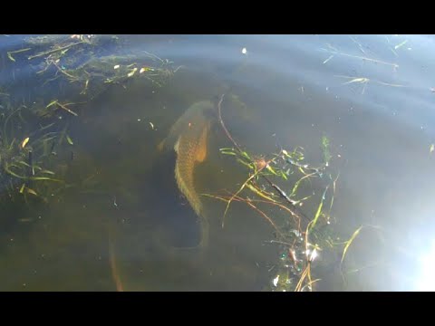 Видео: САЗАНЫ Порадовали нас! ЛУЧШАЯ РЫБАЛКА ЗА ДВА СЕЗОНА!!!