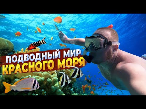 Видео: Отдых в Египте. Подводный мир Красного моря.