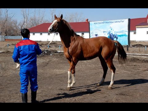 Видео: Қостанай мен Адай. Үкімет қазақы жылқыны дамытуды қолға алады