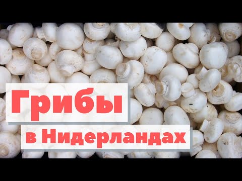 Видео: Шампиньоны | Как это сделано | Mushrooms. Nederland