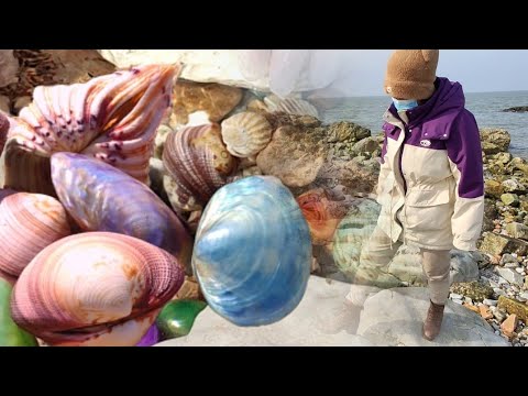 Видео: 15-й день лунного календаря. Огромный прилив. Появляется жемчужная улитка